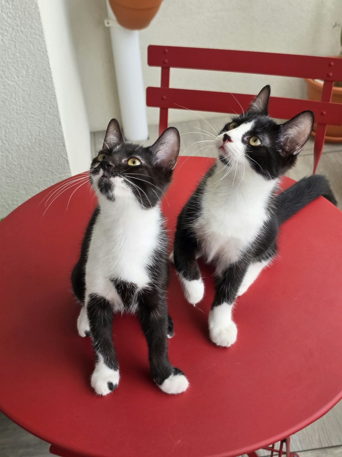 Adoption Figaro