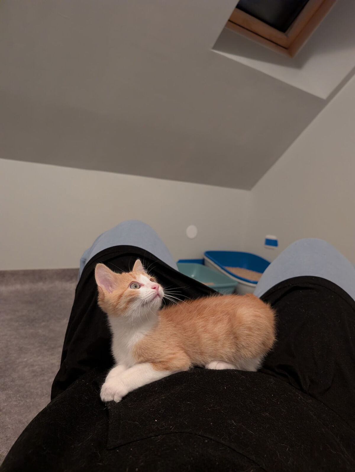 Adoption Rambo 