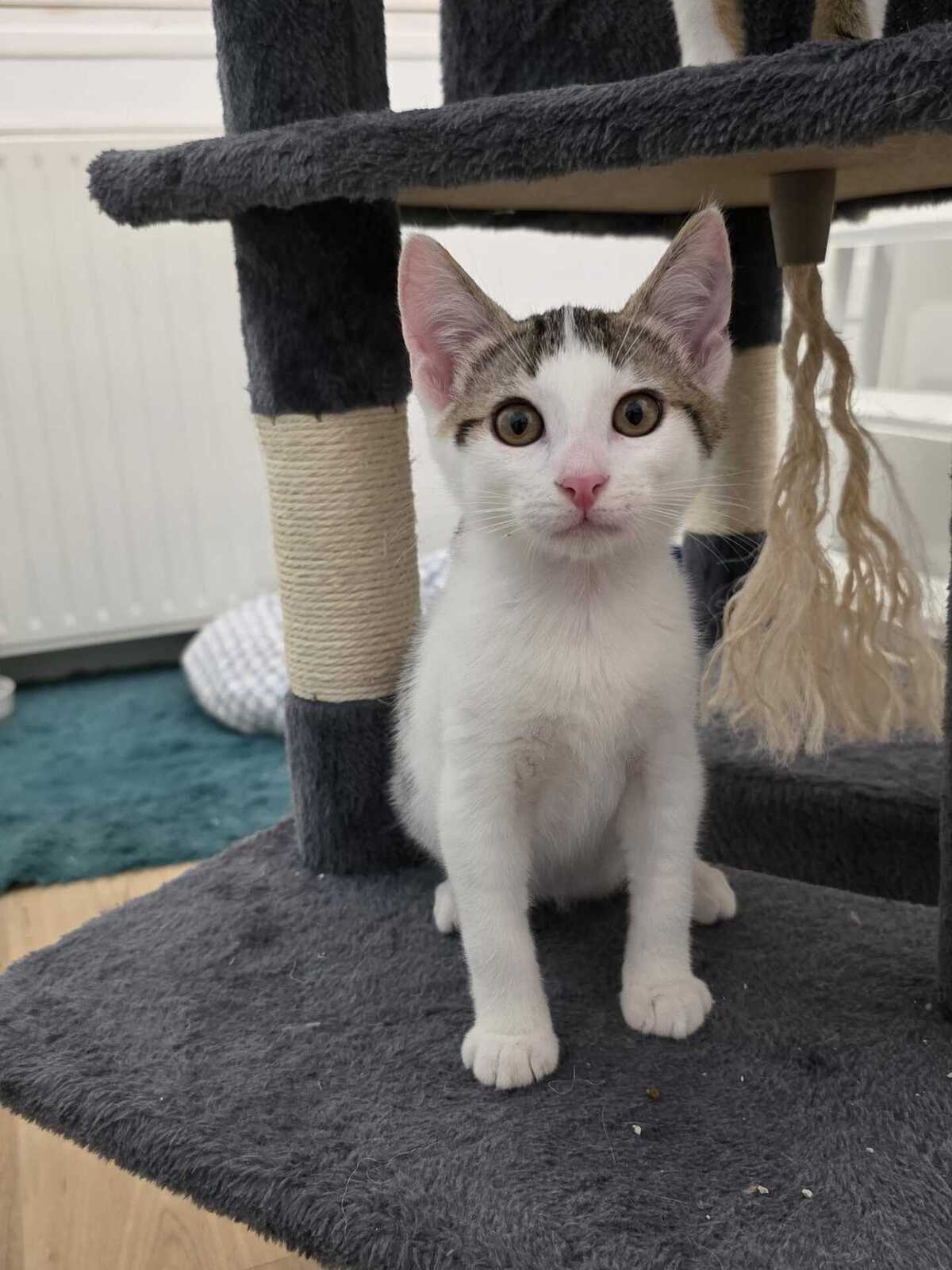Adoption Winnie