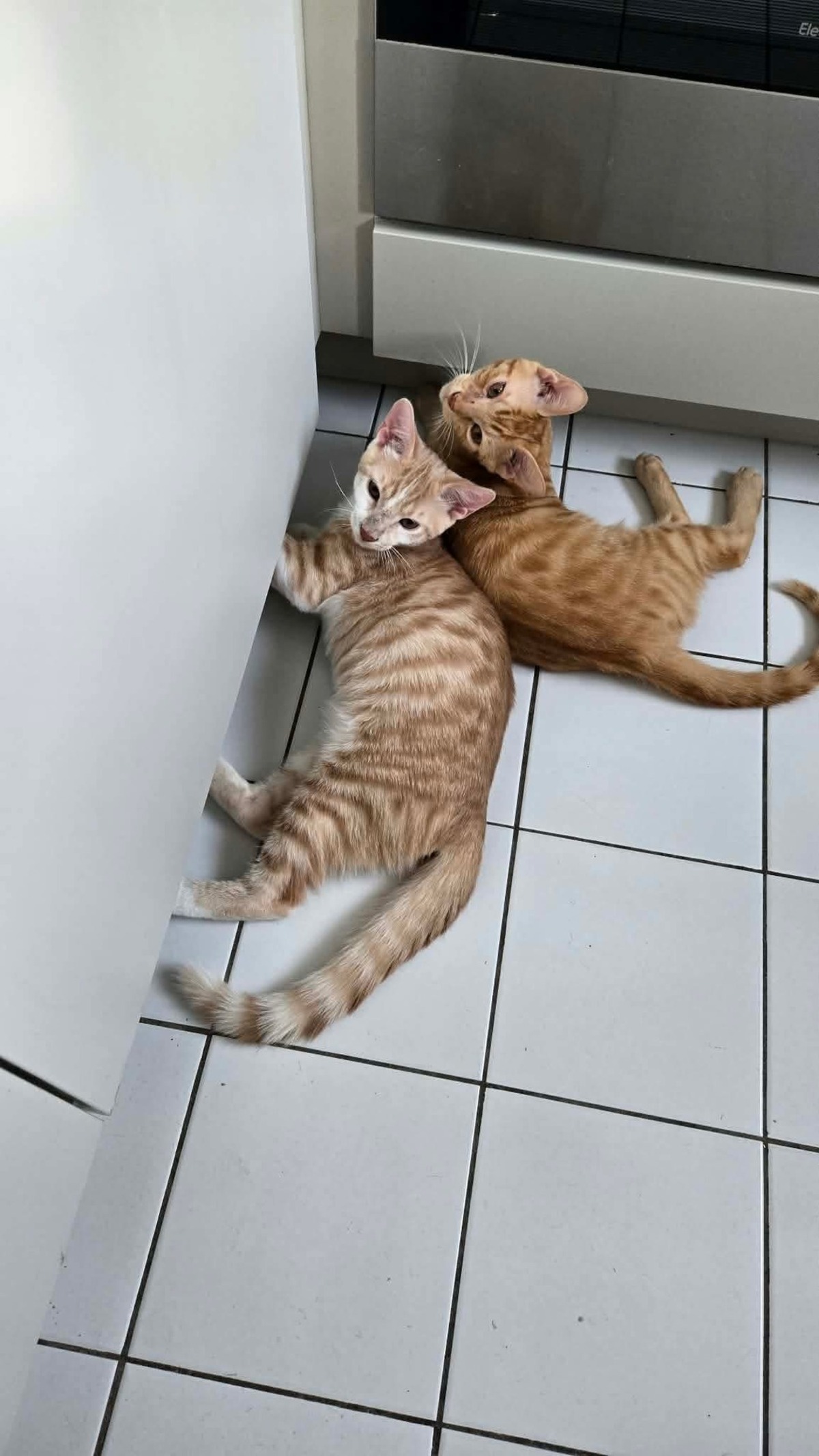 Adoption STINSON ET MOSBY