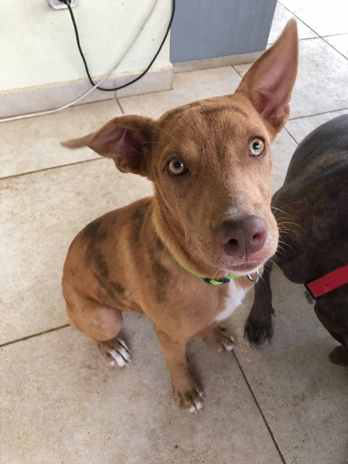 Adoption Tytou