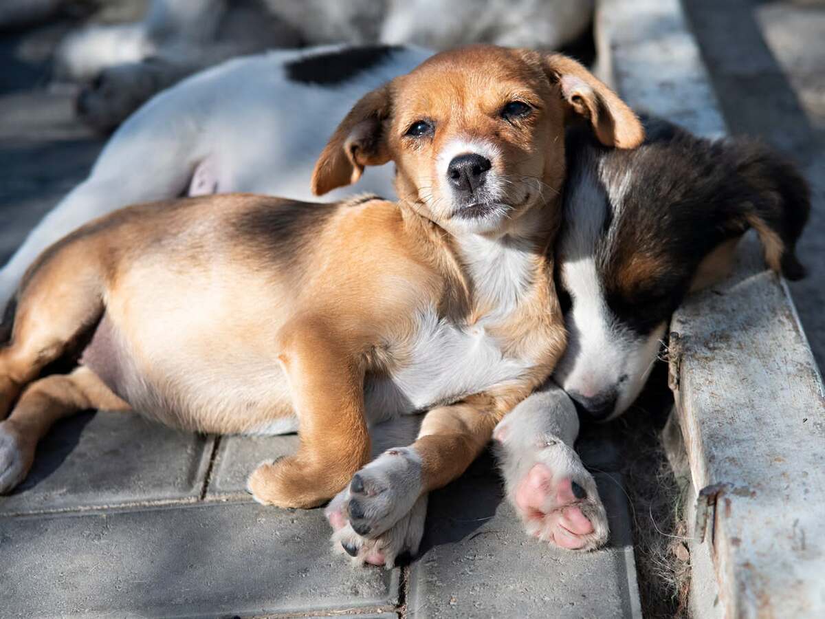 Adoption Inarie