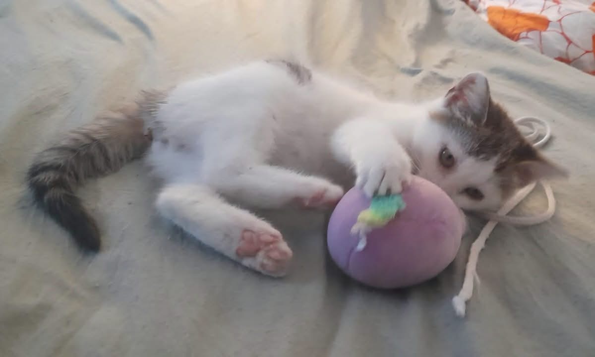 Adoption Louni 