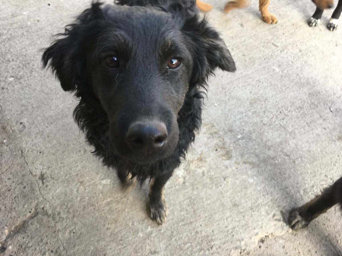 Adoption Valko
