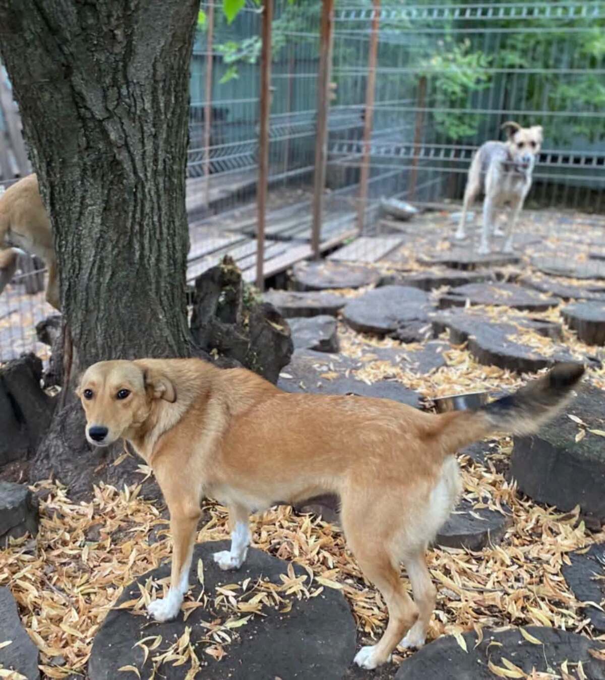 Adoption Frida