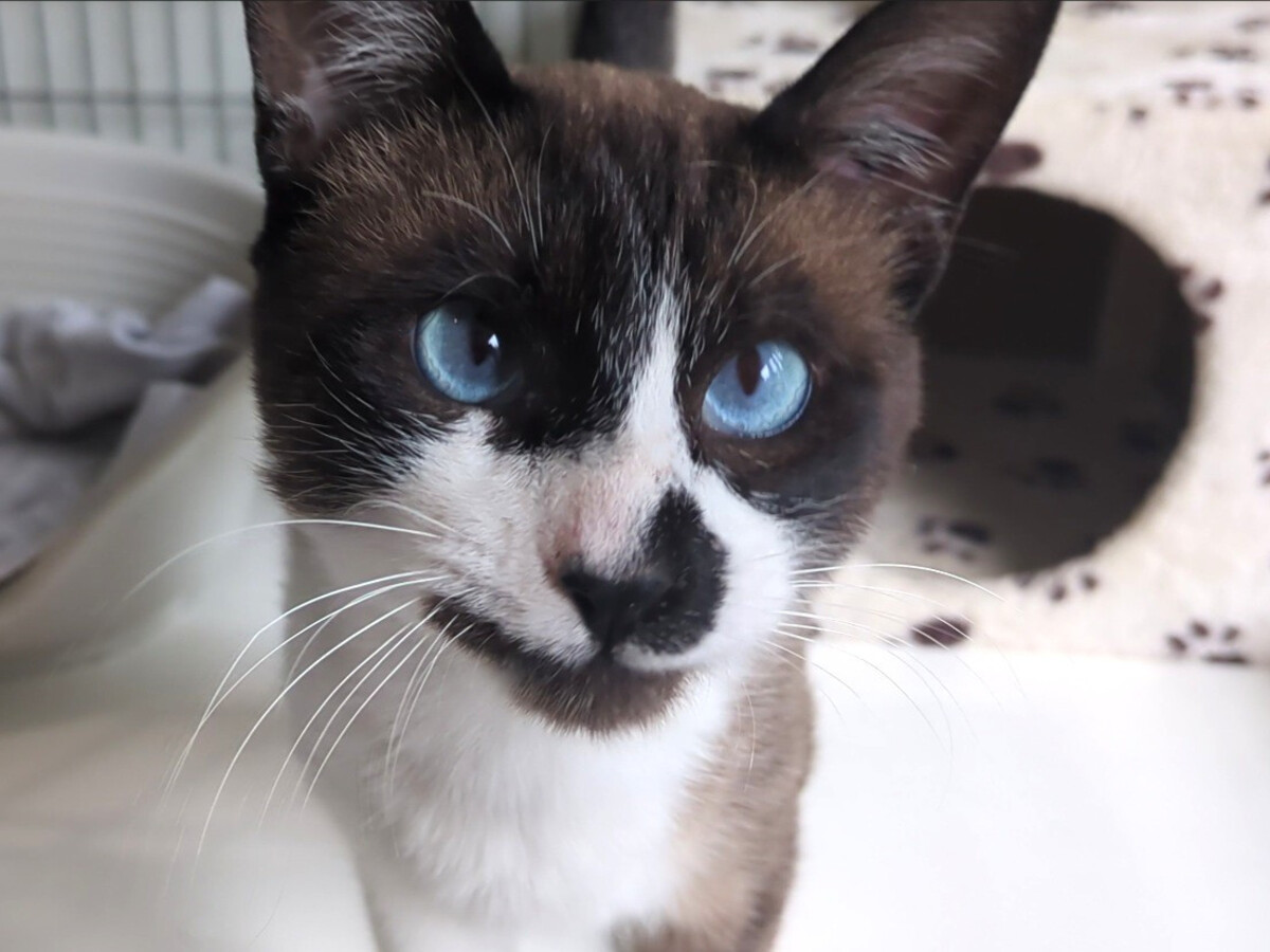 Adoption Aime