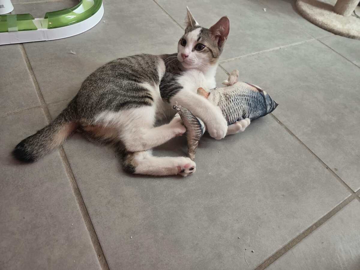 Adoption Bentley