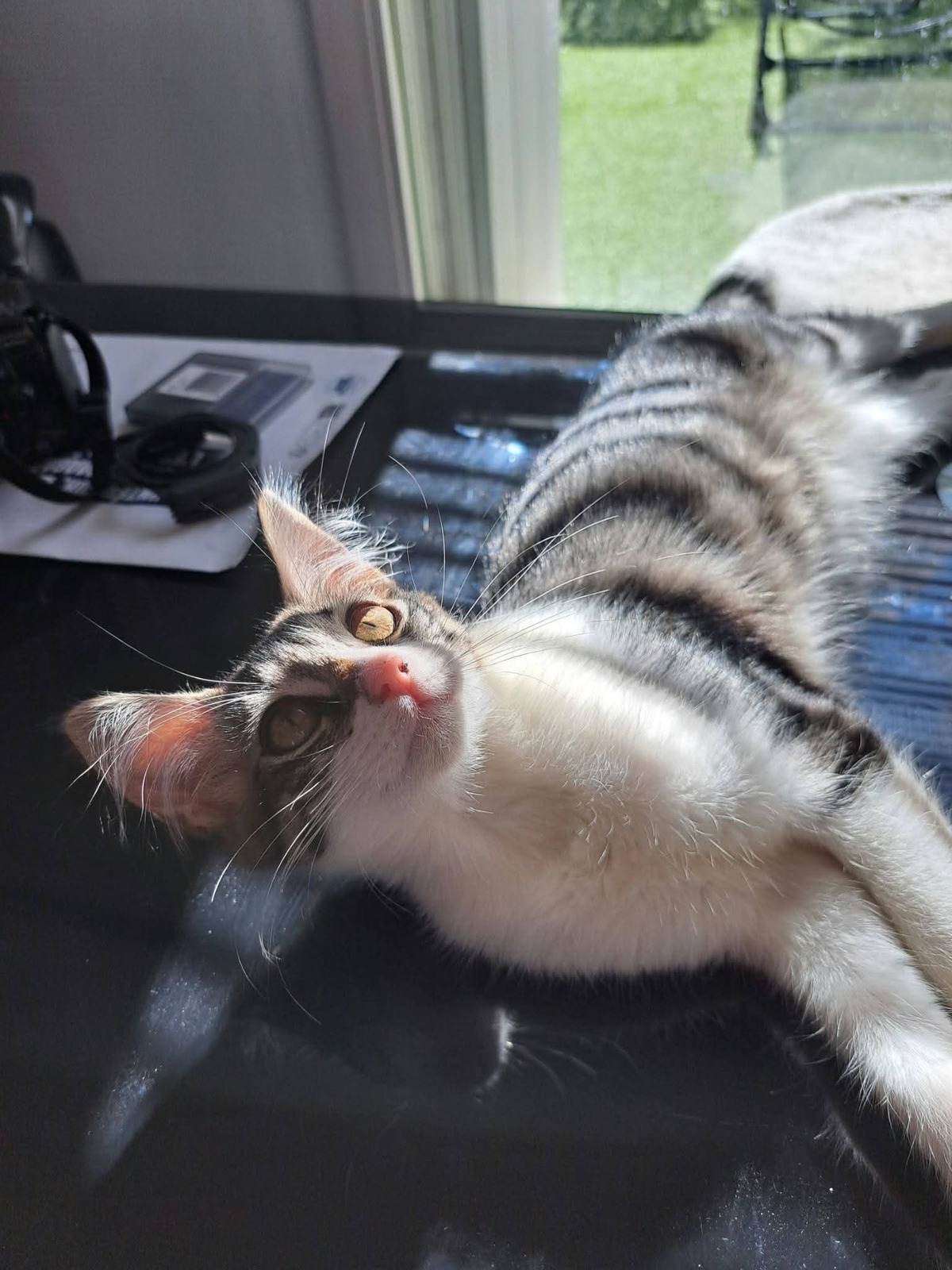 Adoption Bianca