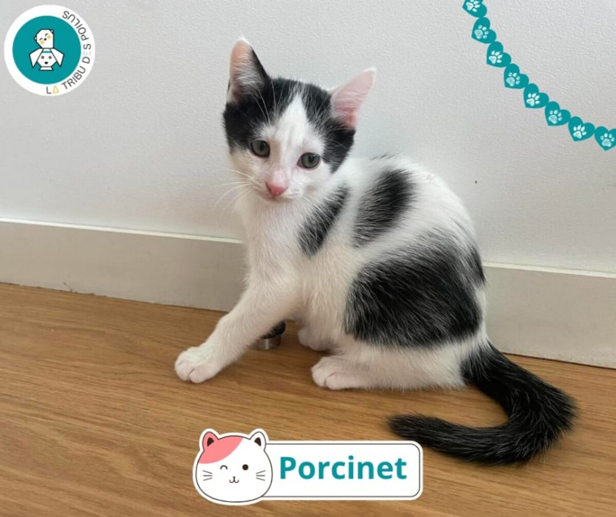 Adoption Porcinet