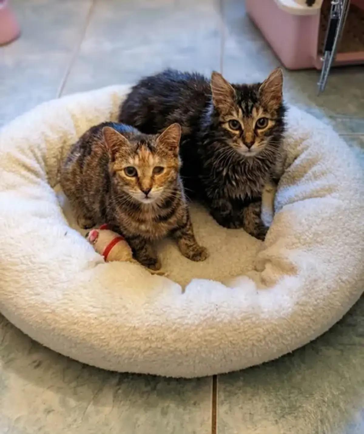 Adoption Mirabelle et Funny