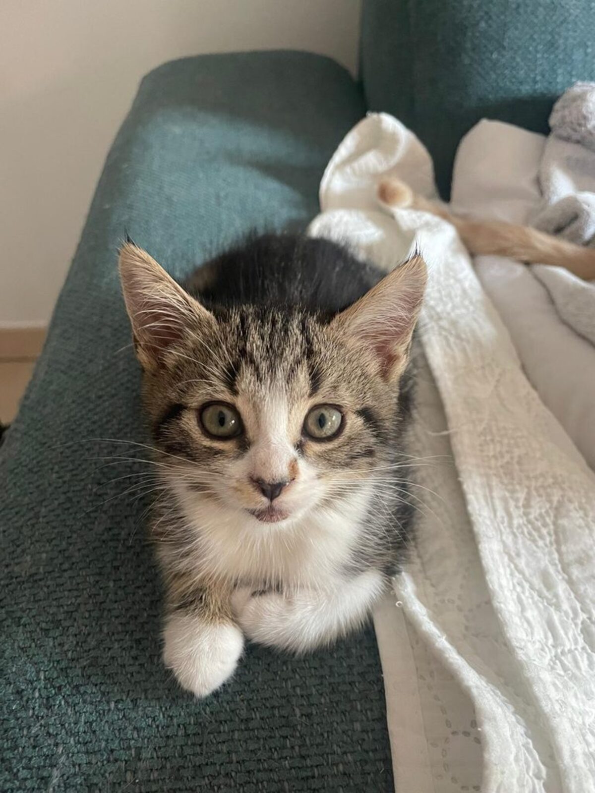 Adoption Oscar