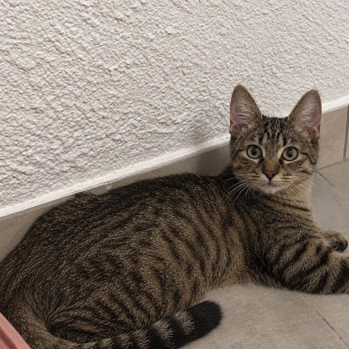 Adoption Miso