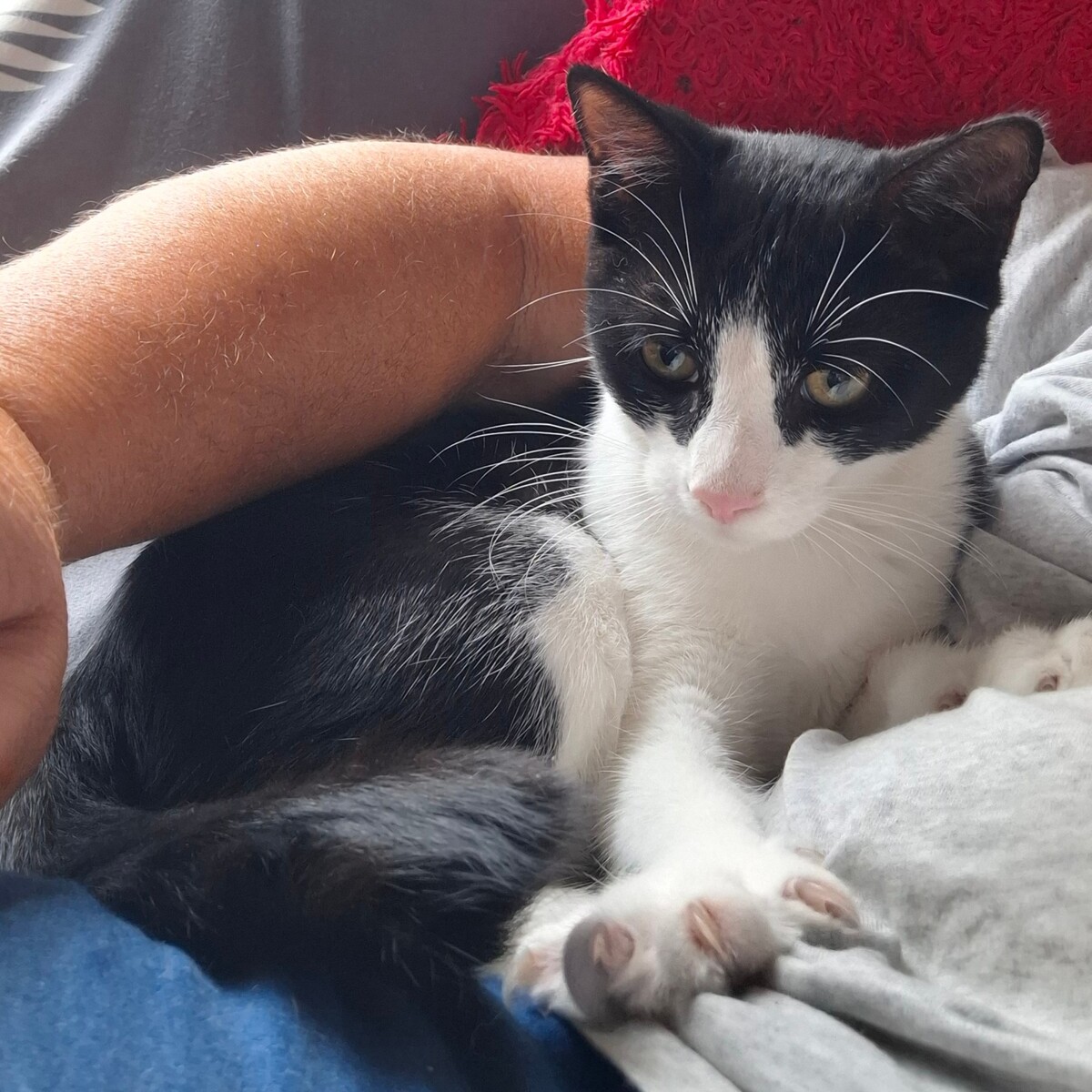 Adoption Bretzel