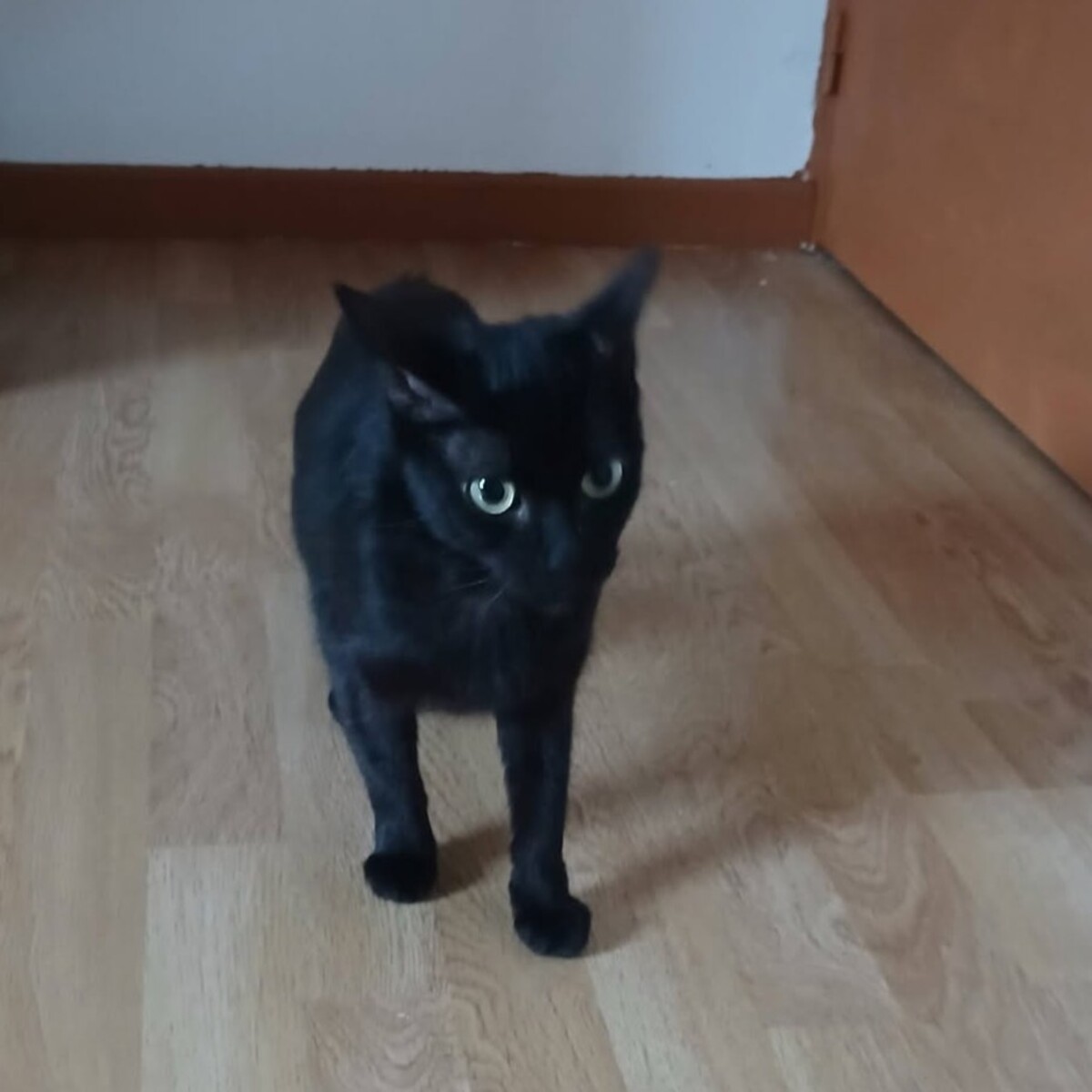 Adoption Sylvia