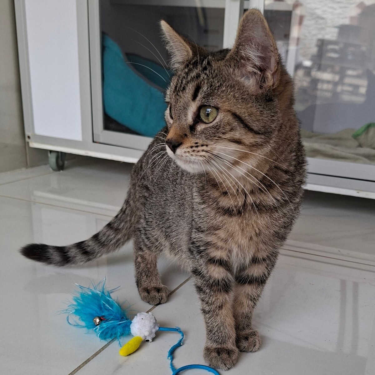 Adoption BUCEFAL