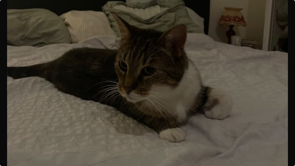 Adoption Faye