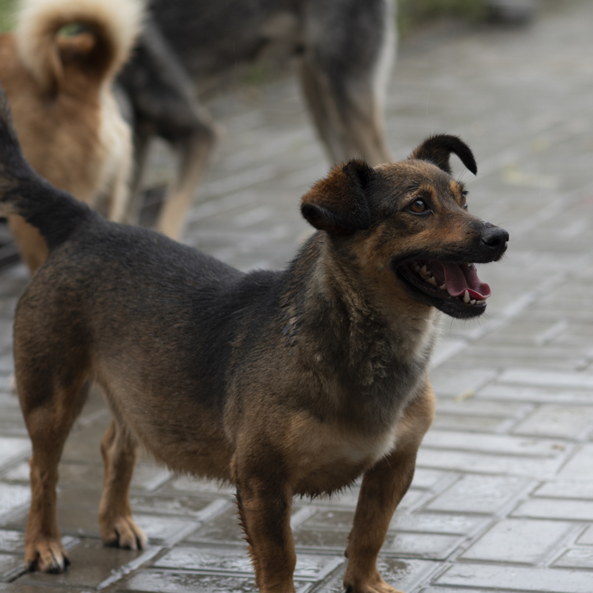 Adoption Topazia
