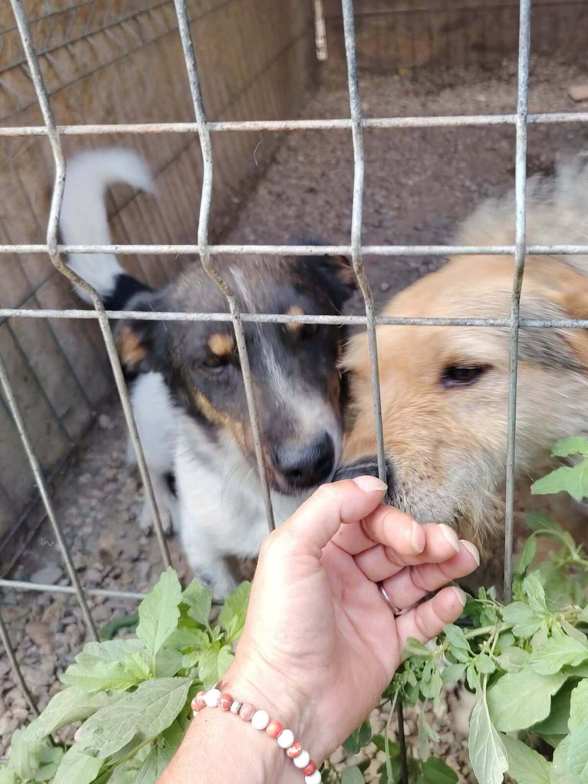 Adoption Kiwi