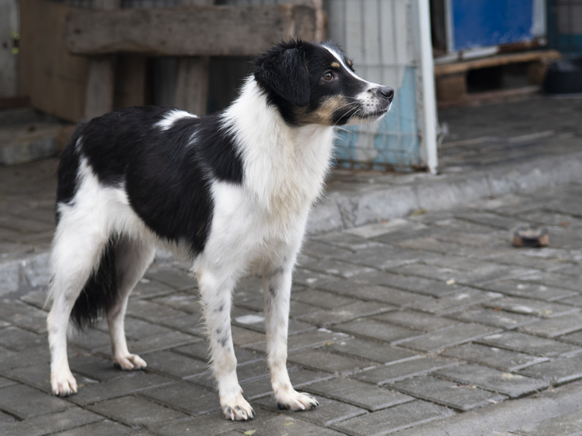 Adoption Farah