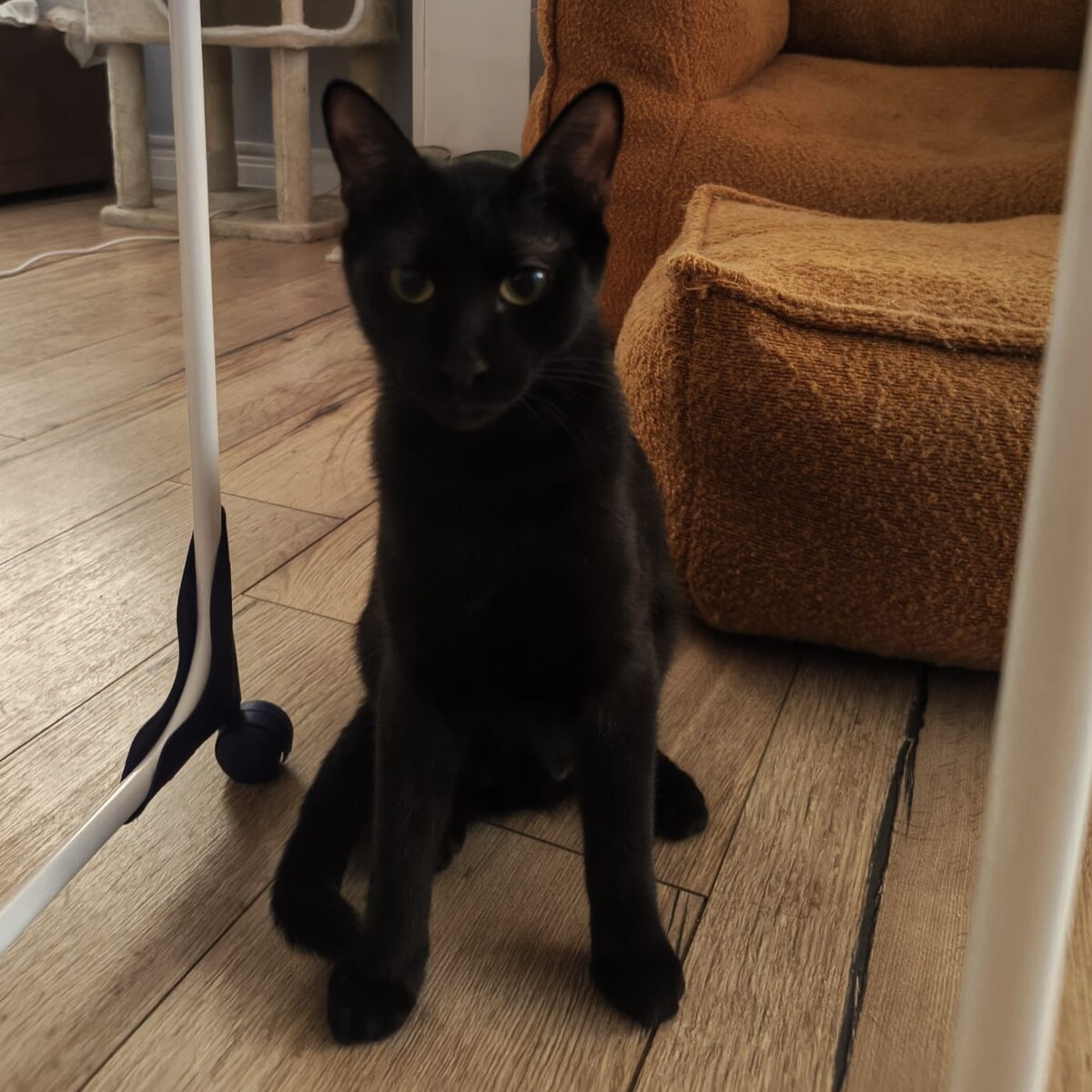 Adoption Gigi