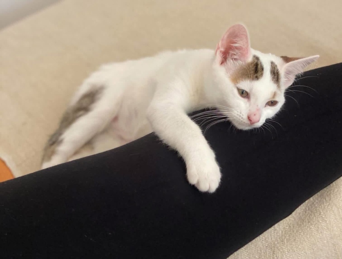 Adoption Kusmi 