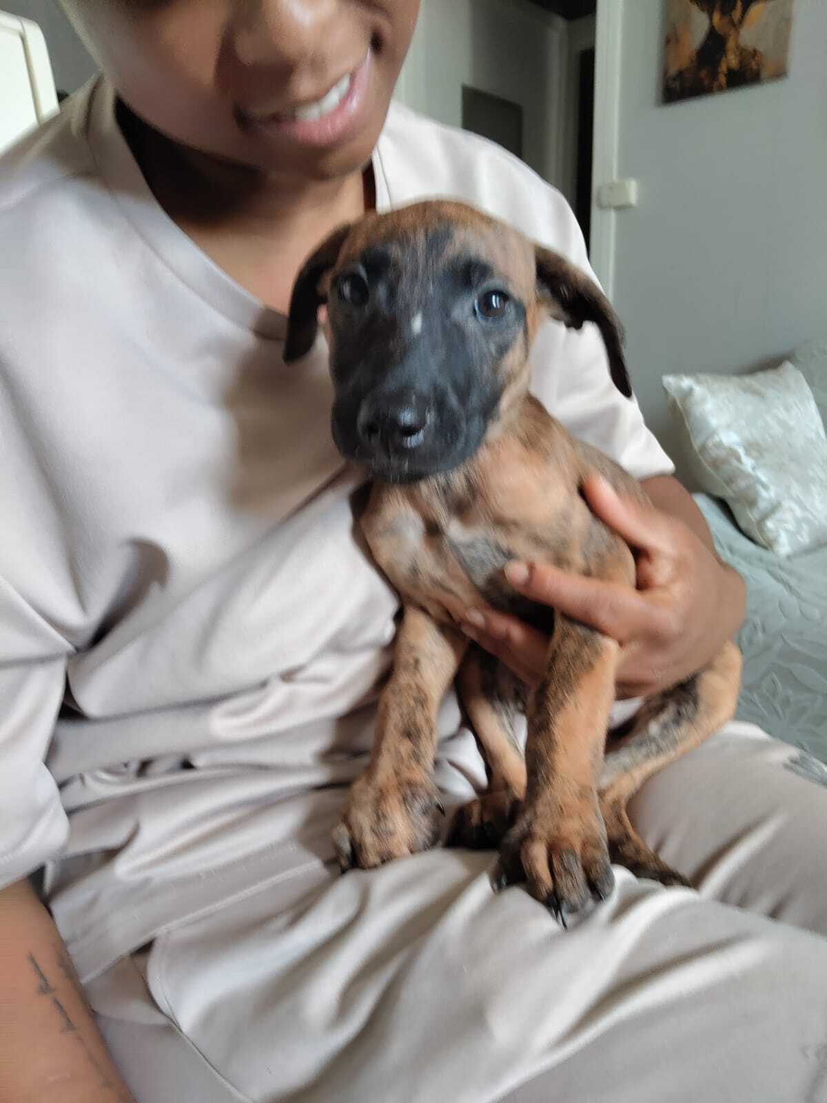 Adoption Rosa