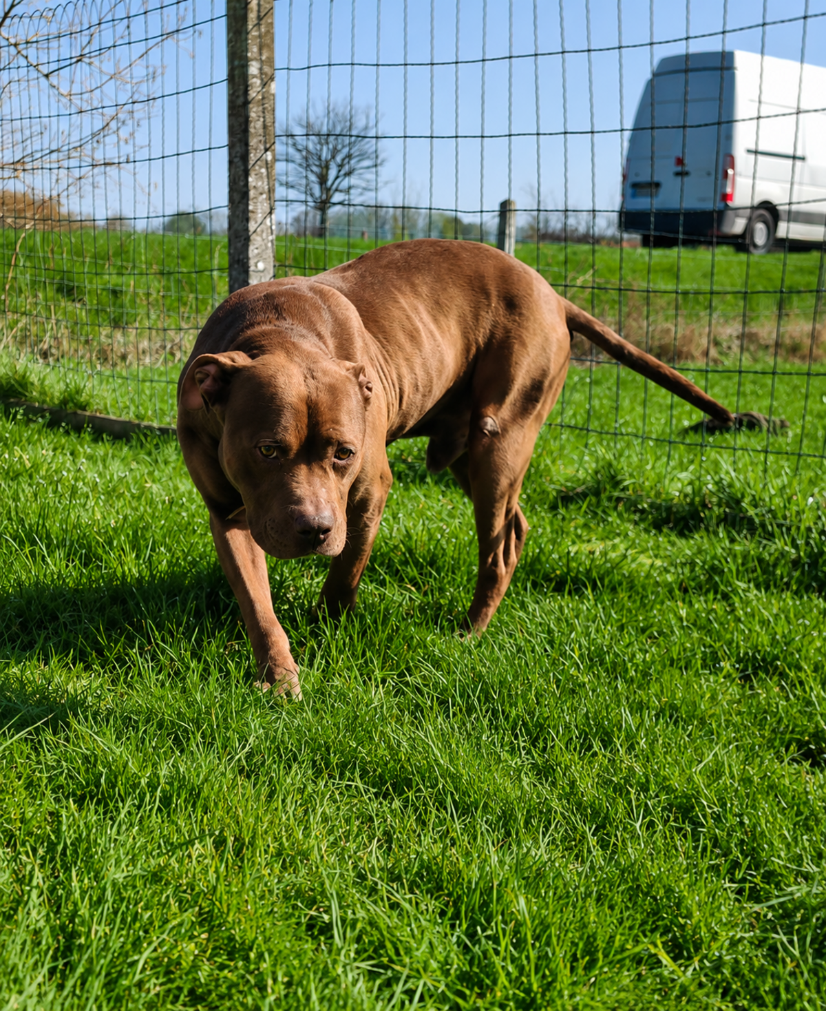 Adoption Choco