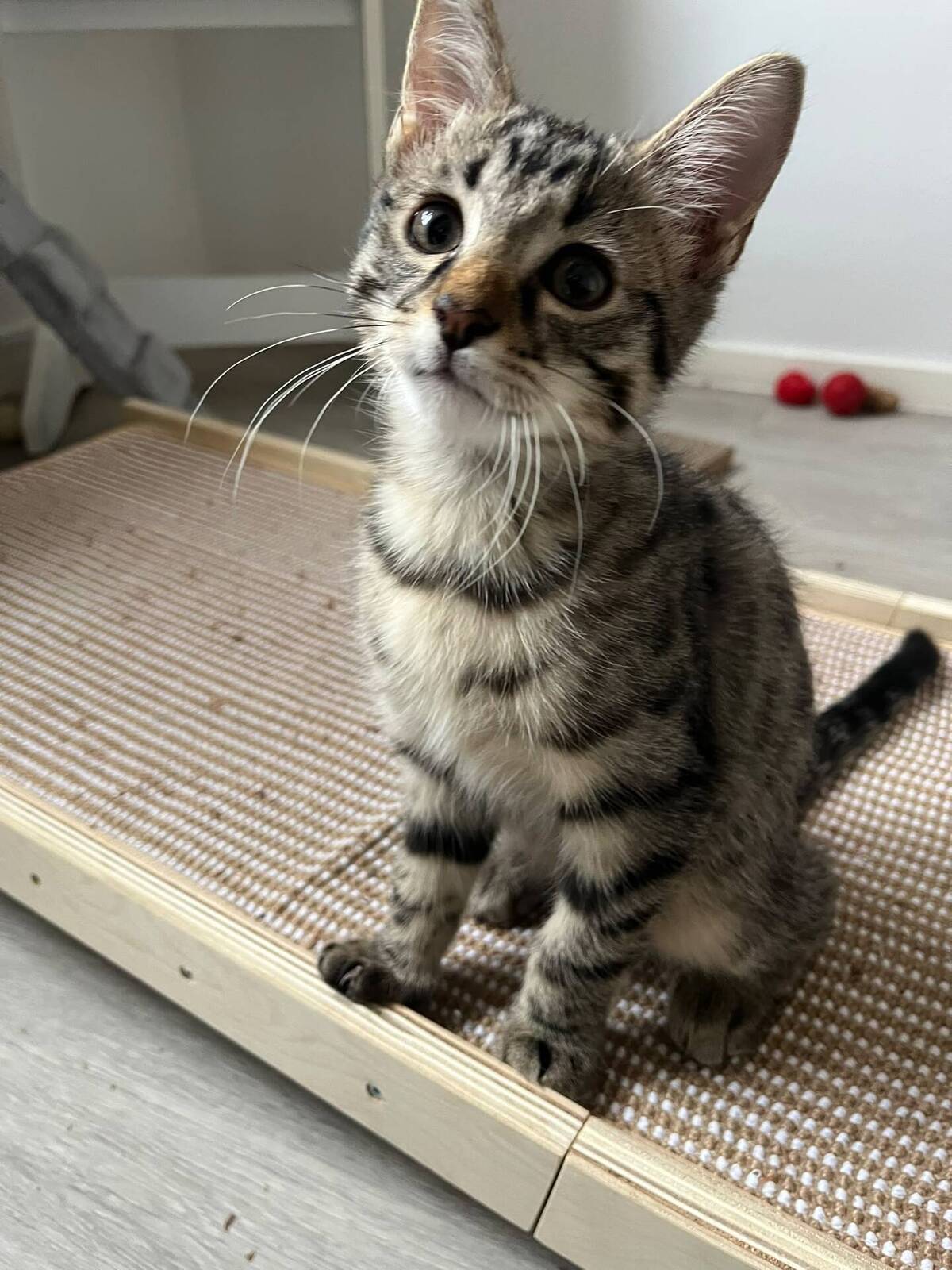 Adoption Winci