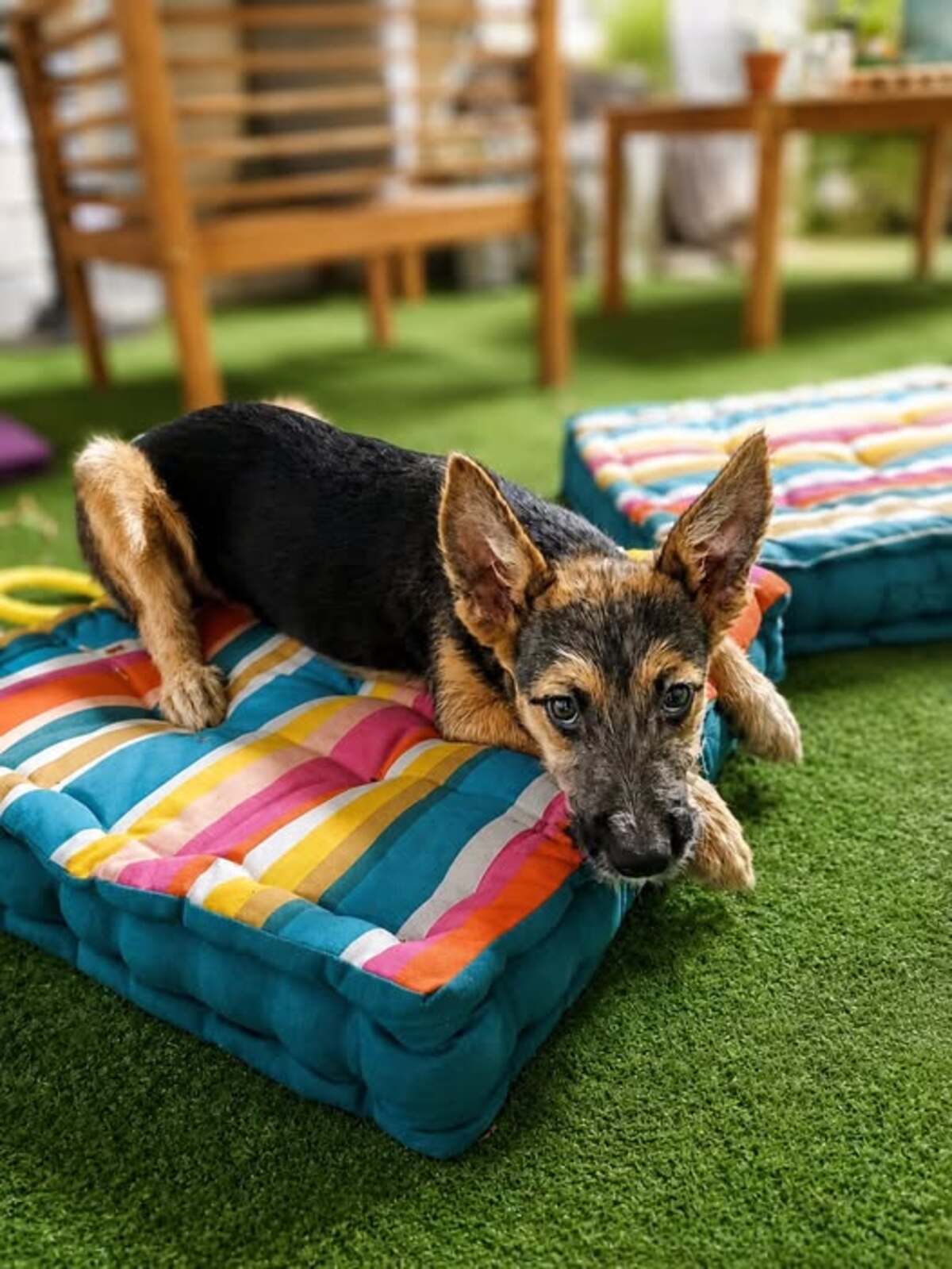 Adoption SUNNY