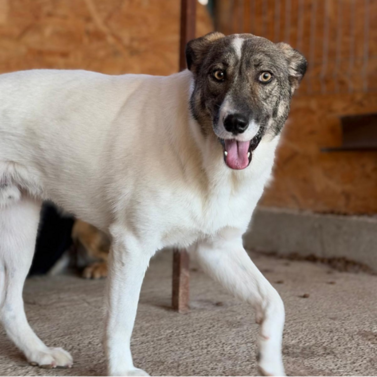Adoption PLAY