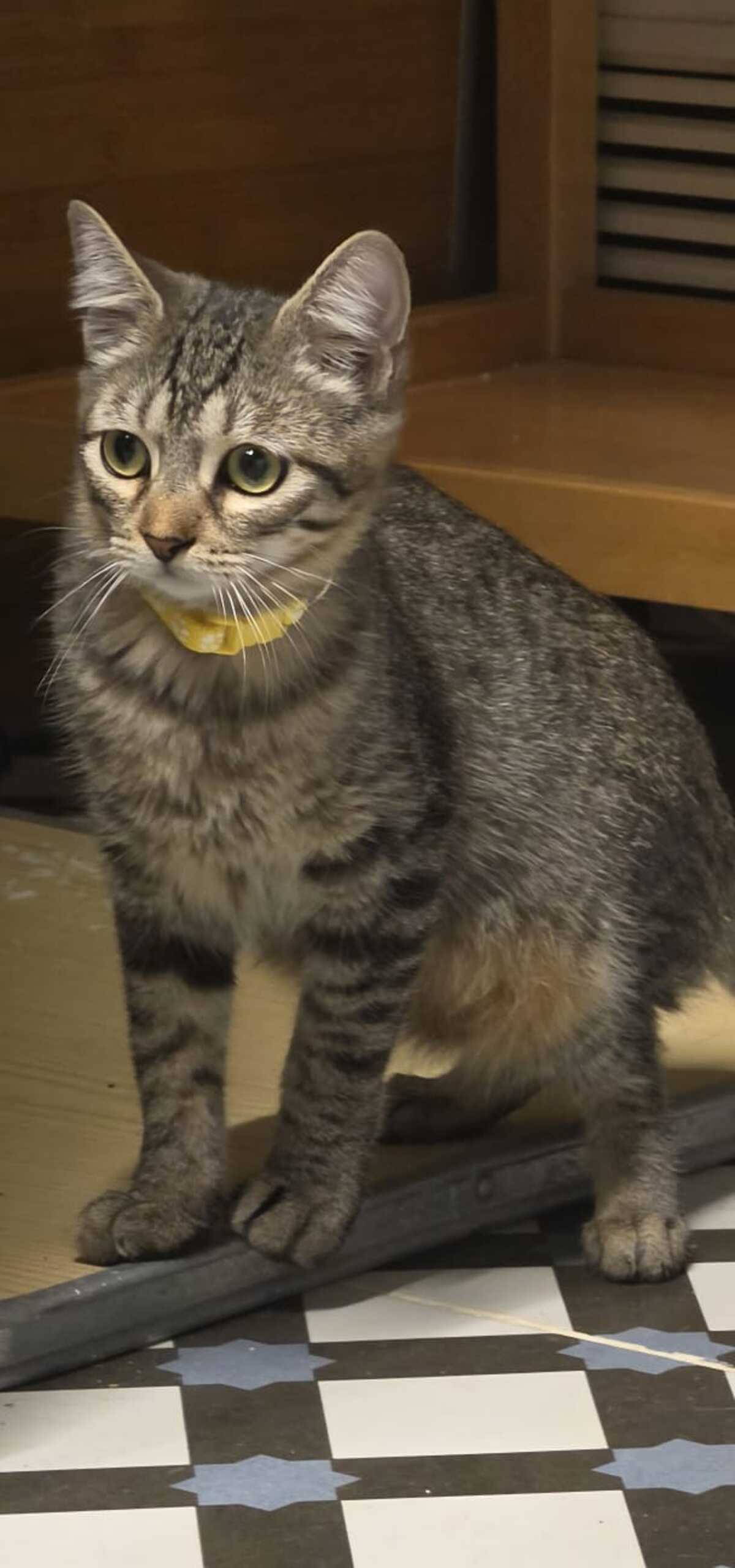 Adoption TITI