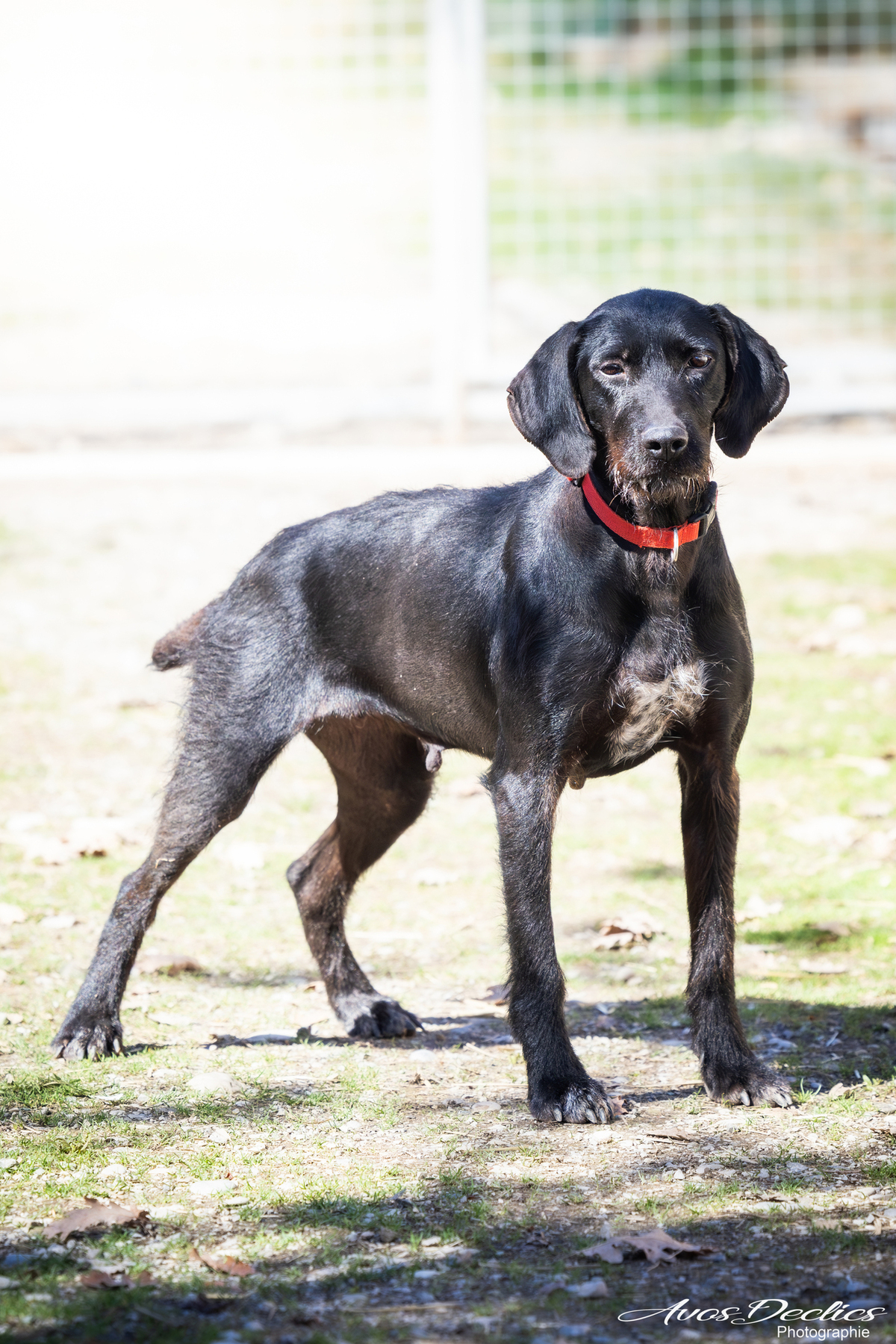 Adoption Nova