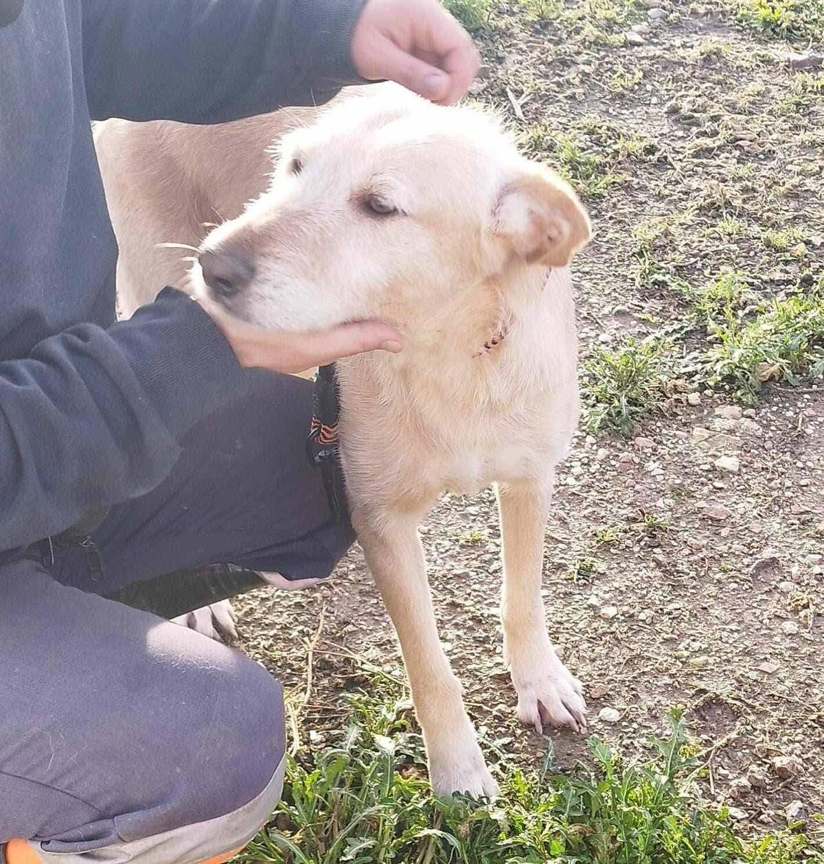 Adoption Bimba