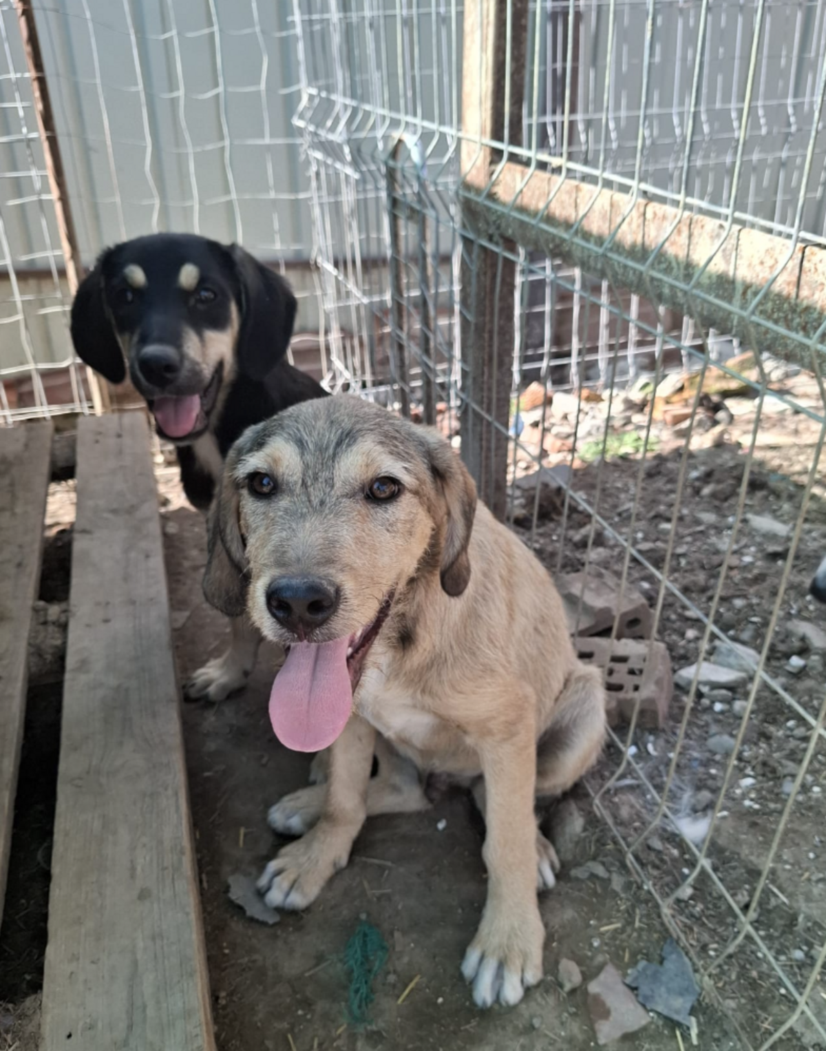 Adoption Indila
