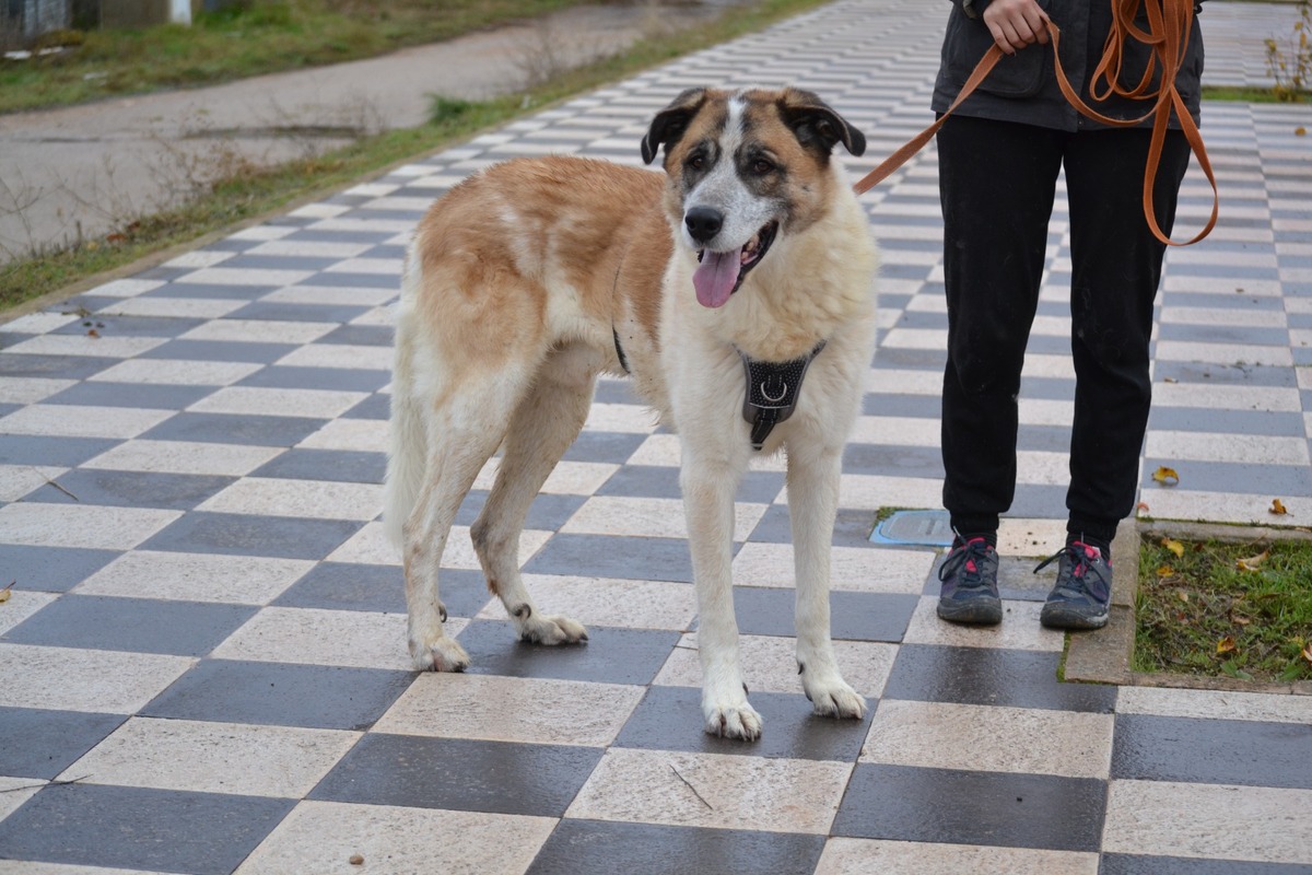 Adoption SKAR