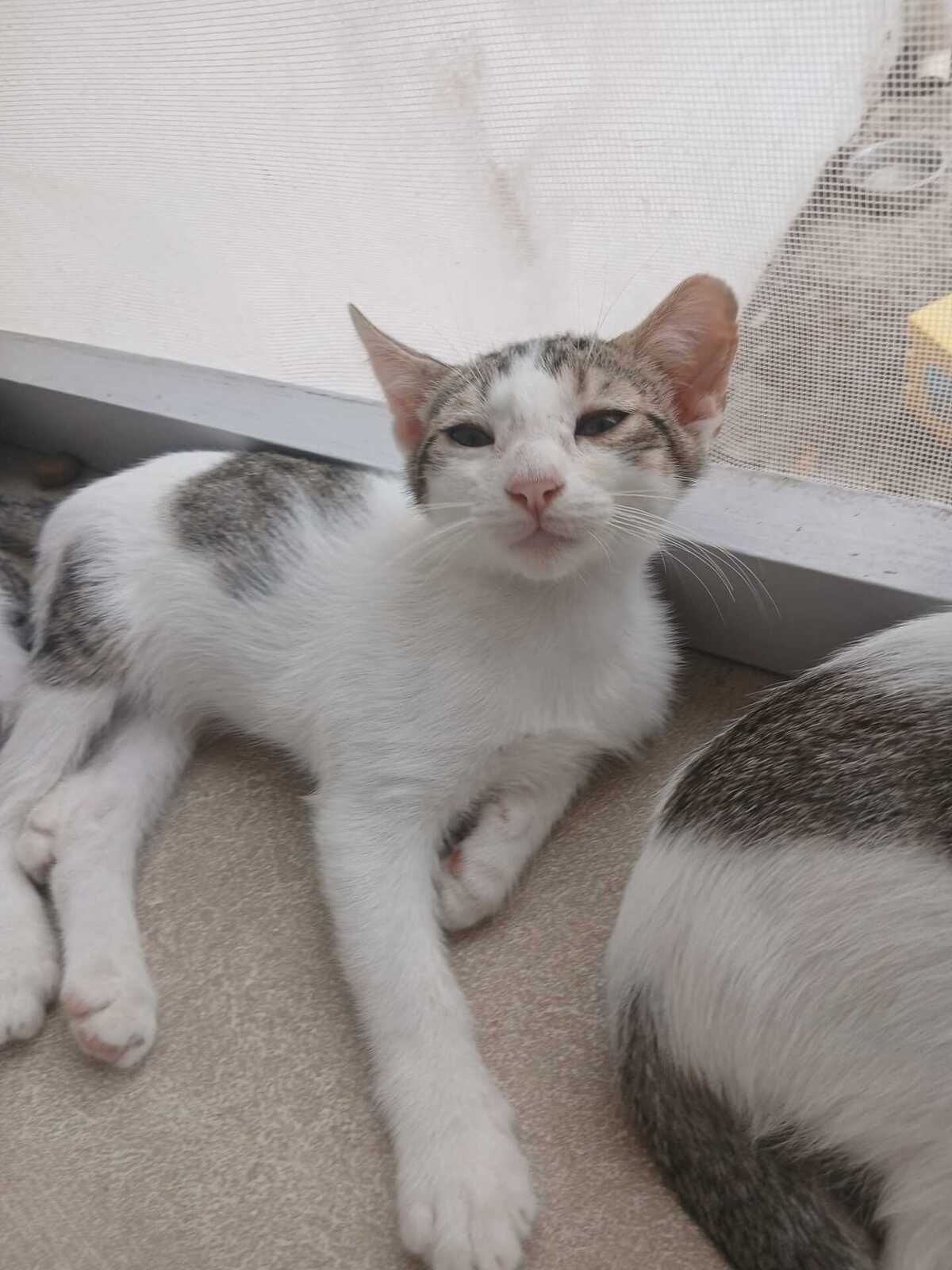 Adoption GASPAR