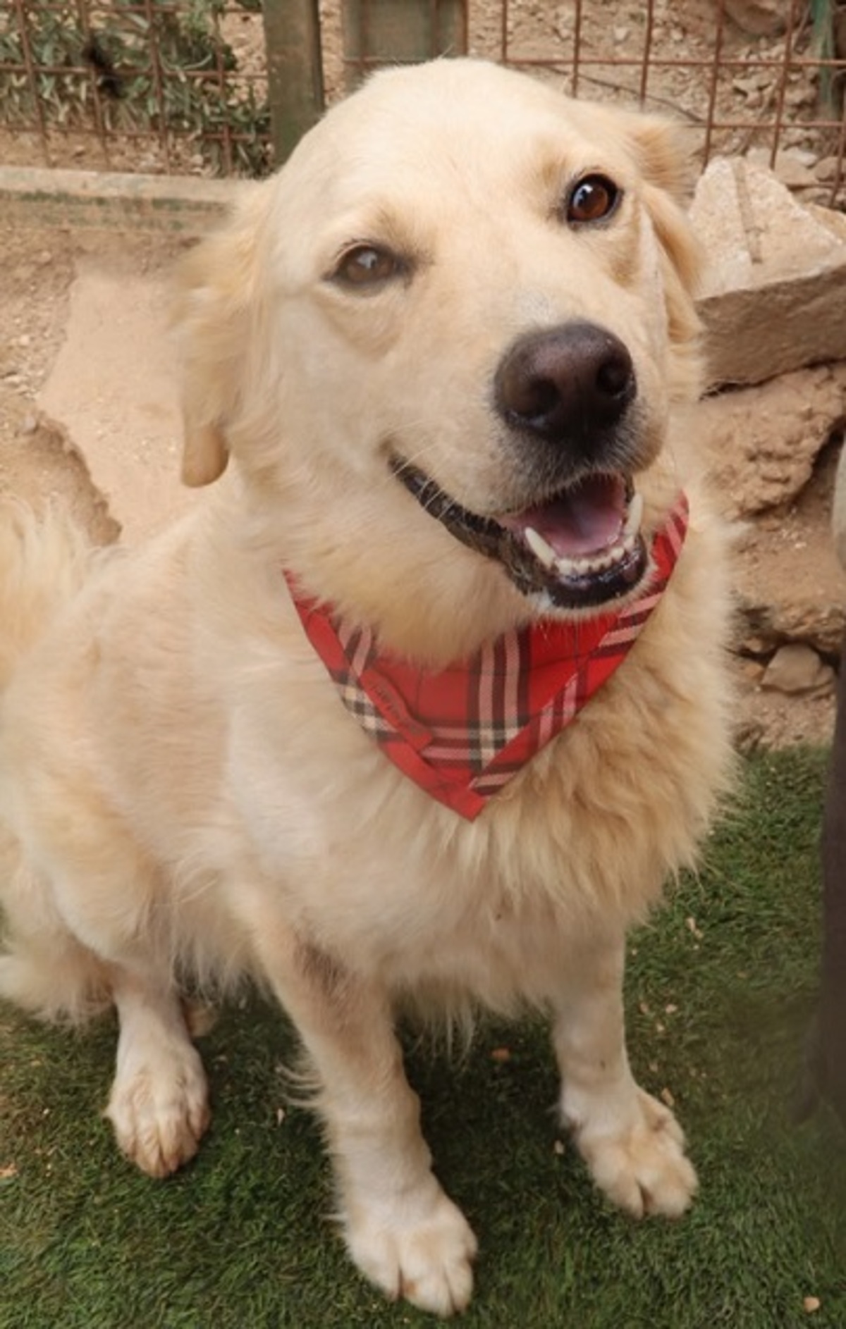 Adoption Teddy