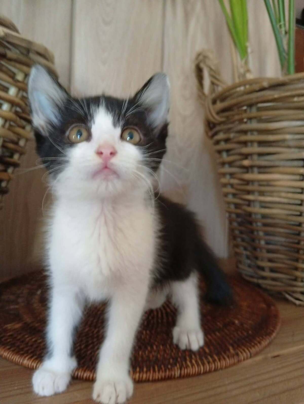 Adoption Nouny