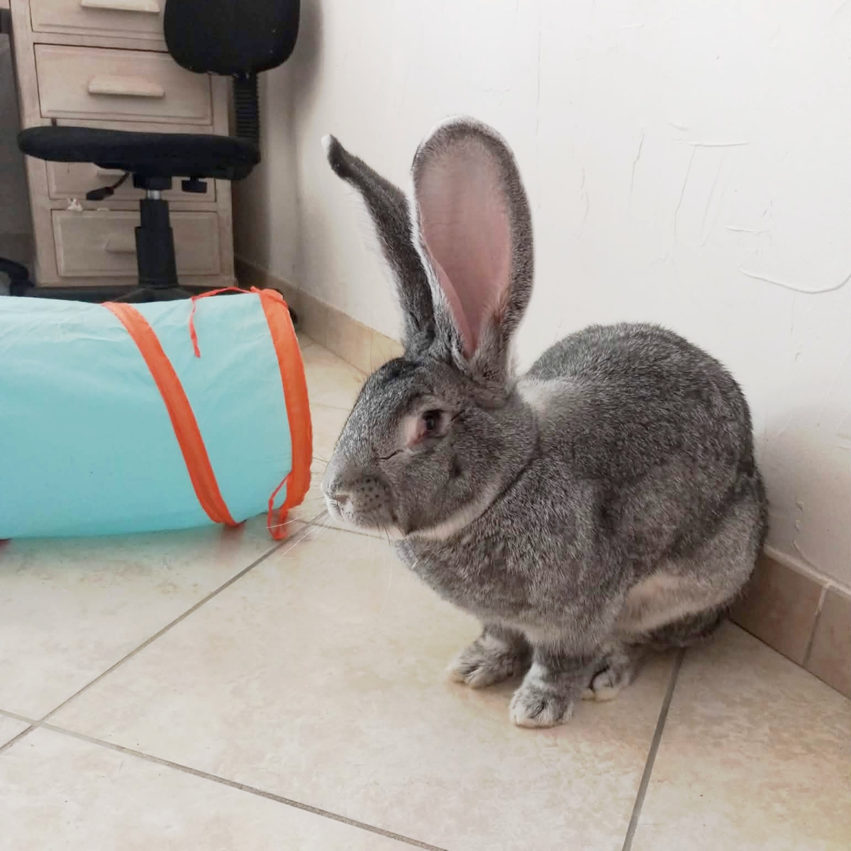 Adoption Goliath
