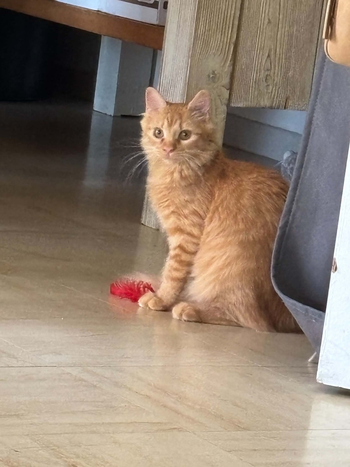 Adoption Plume