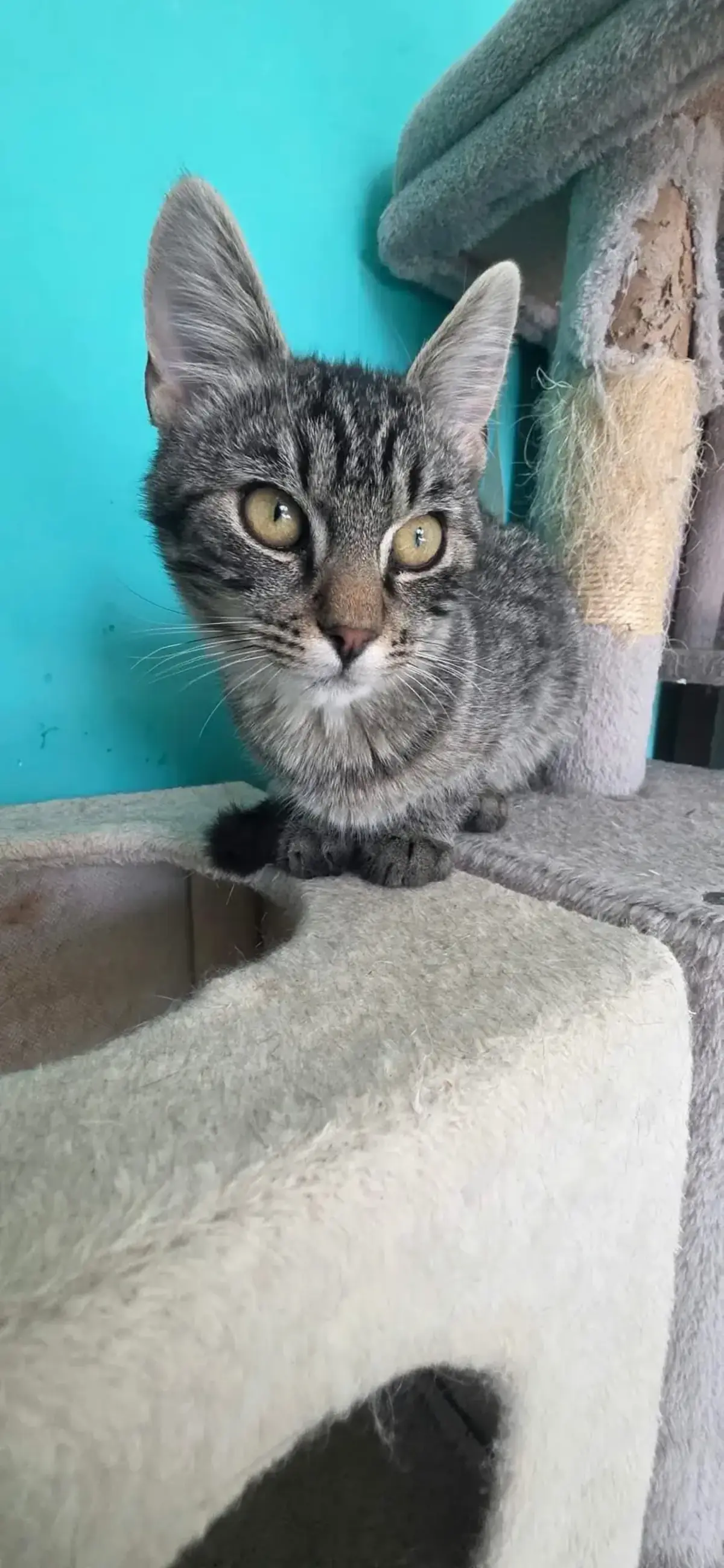 Adoption Grey