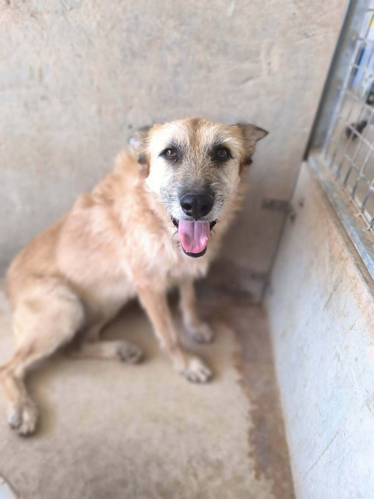 Adoption Jala