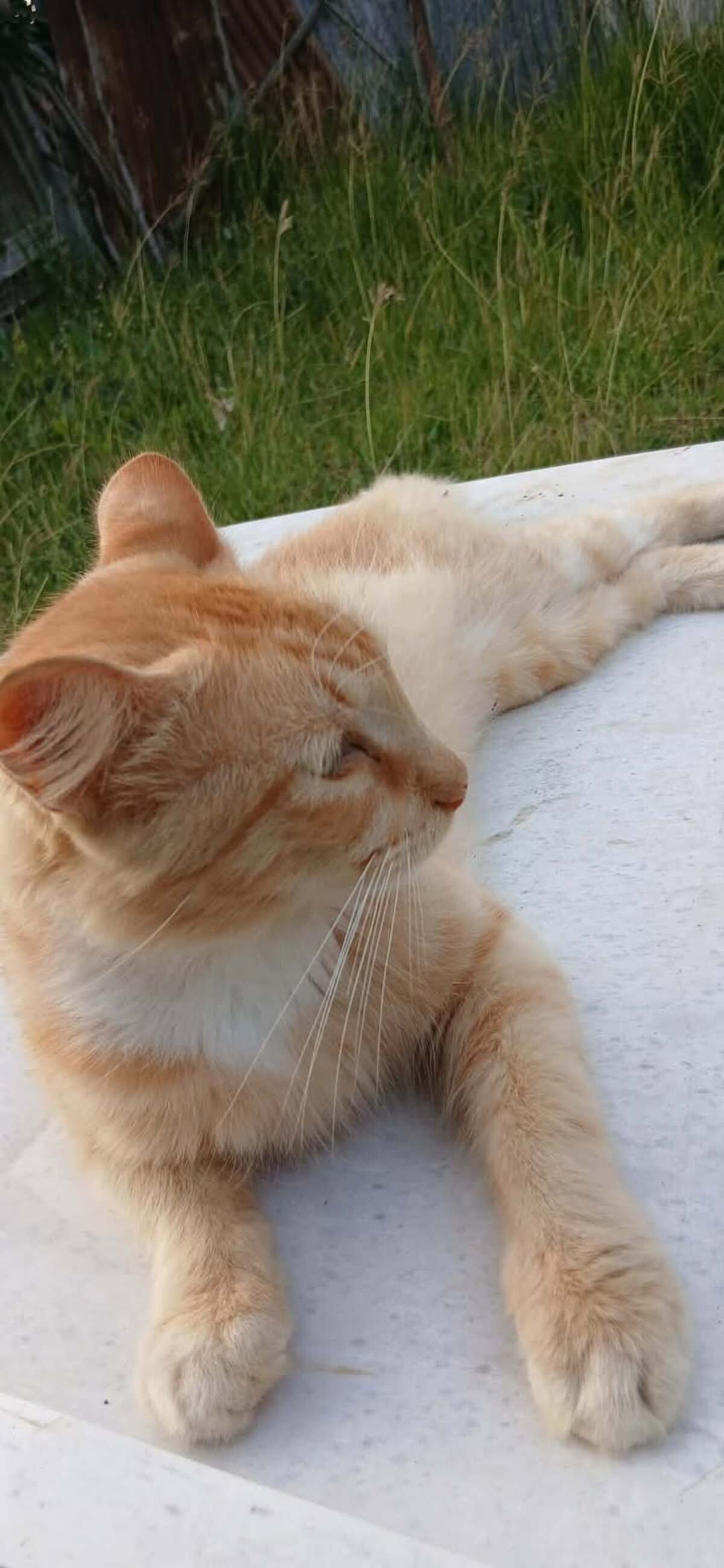 Adoption Caliste
