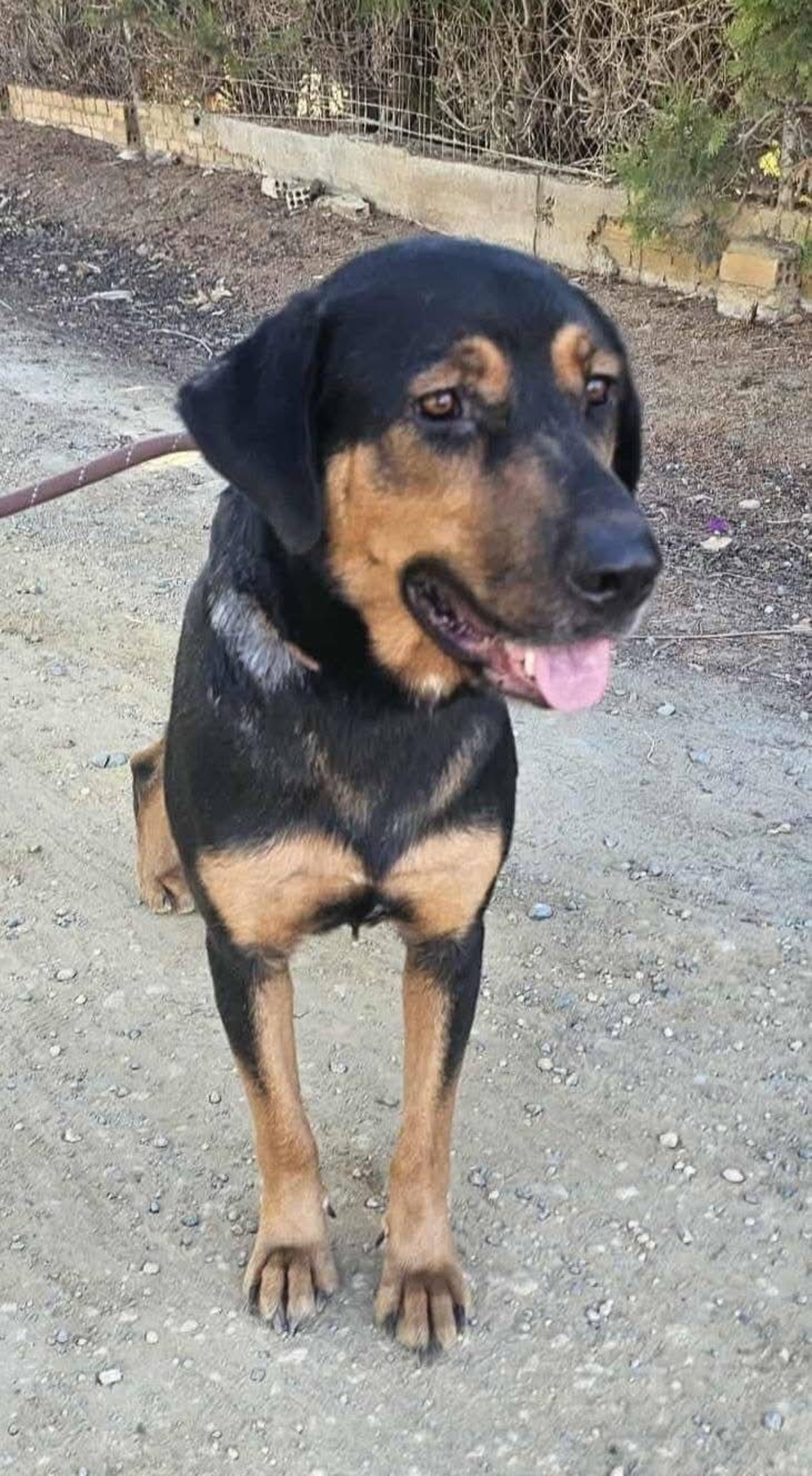 Adoption Ugo