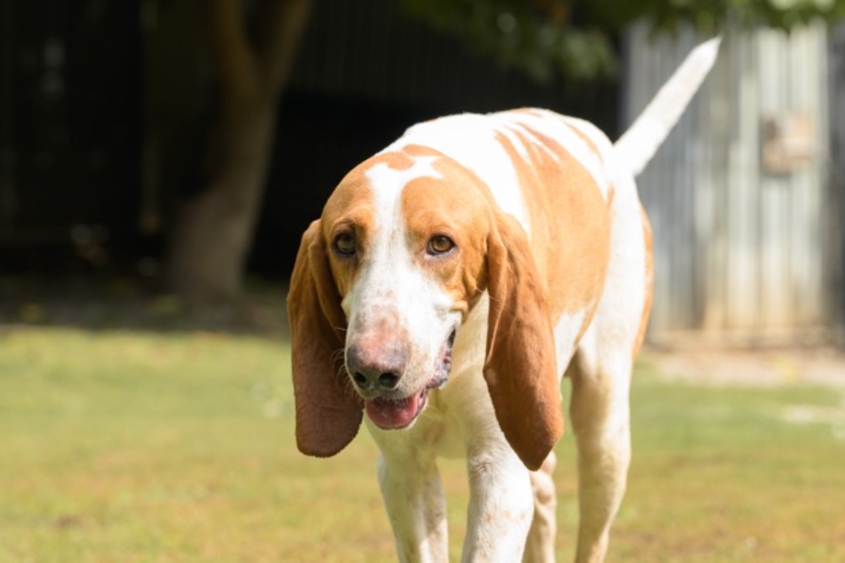 Adoption Ruben