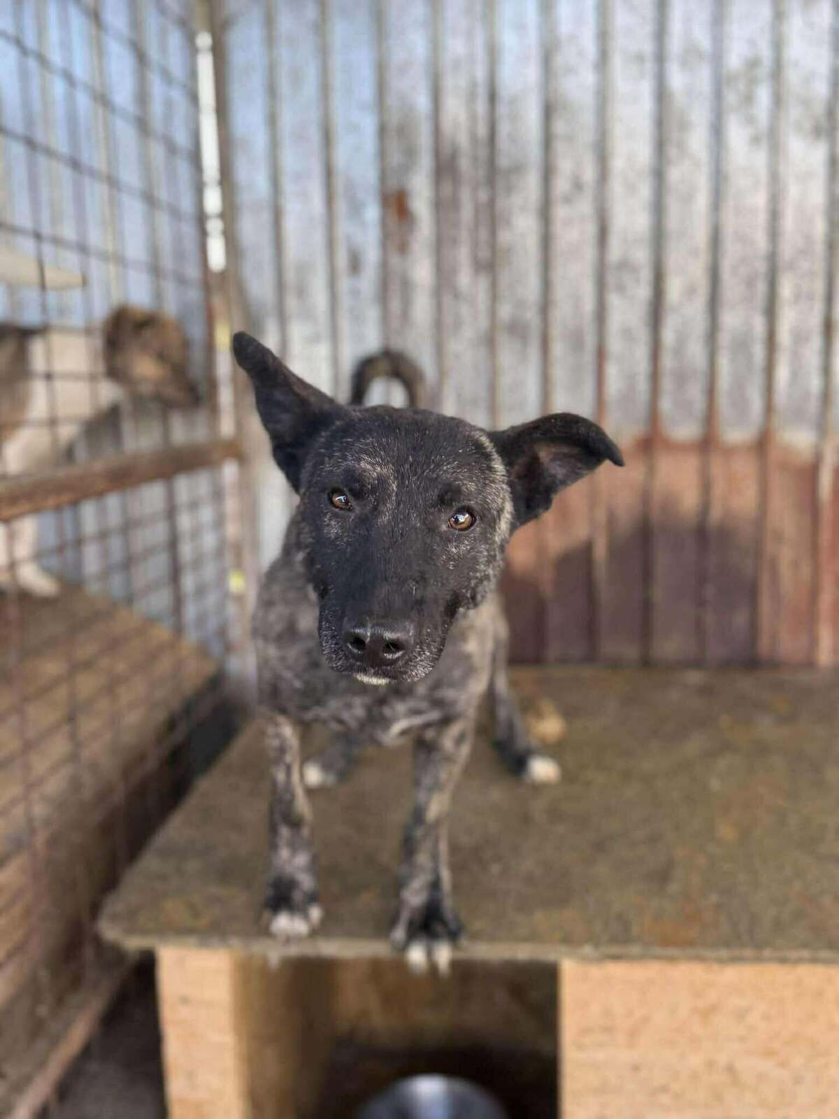 Adoption Réglisse