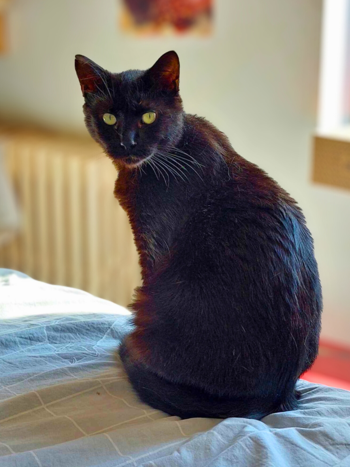 Adoption Warm
