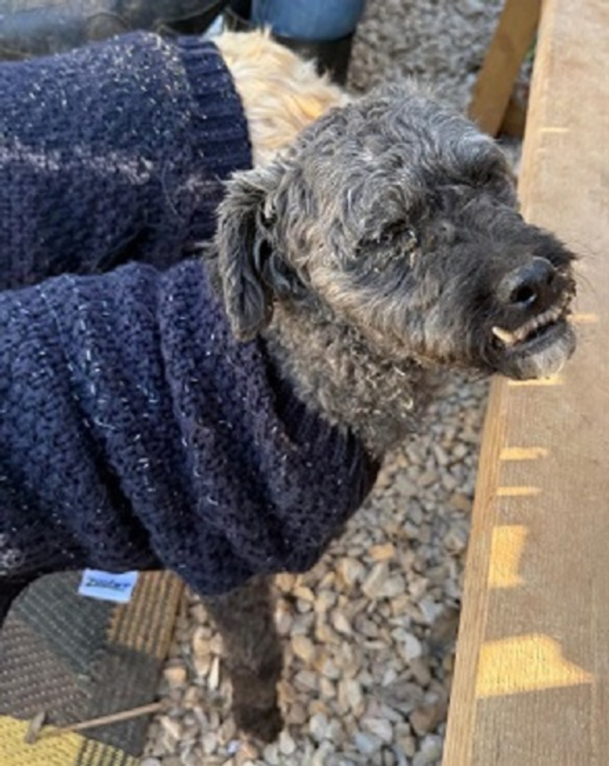 Adoption Kento