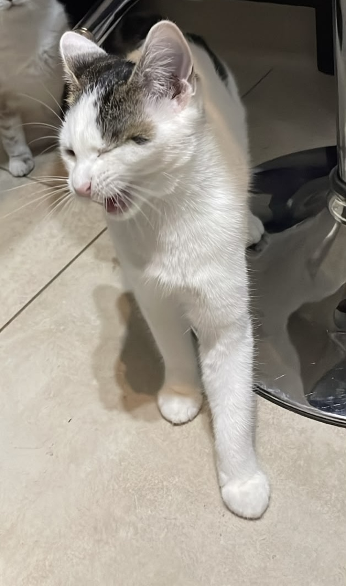 Adoption Nami