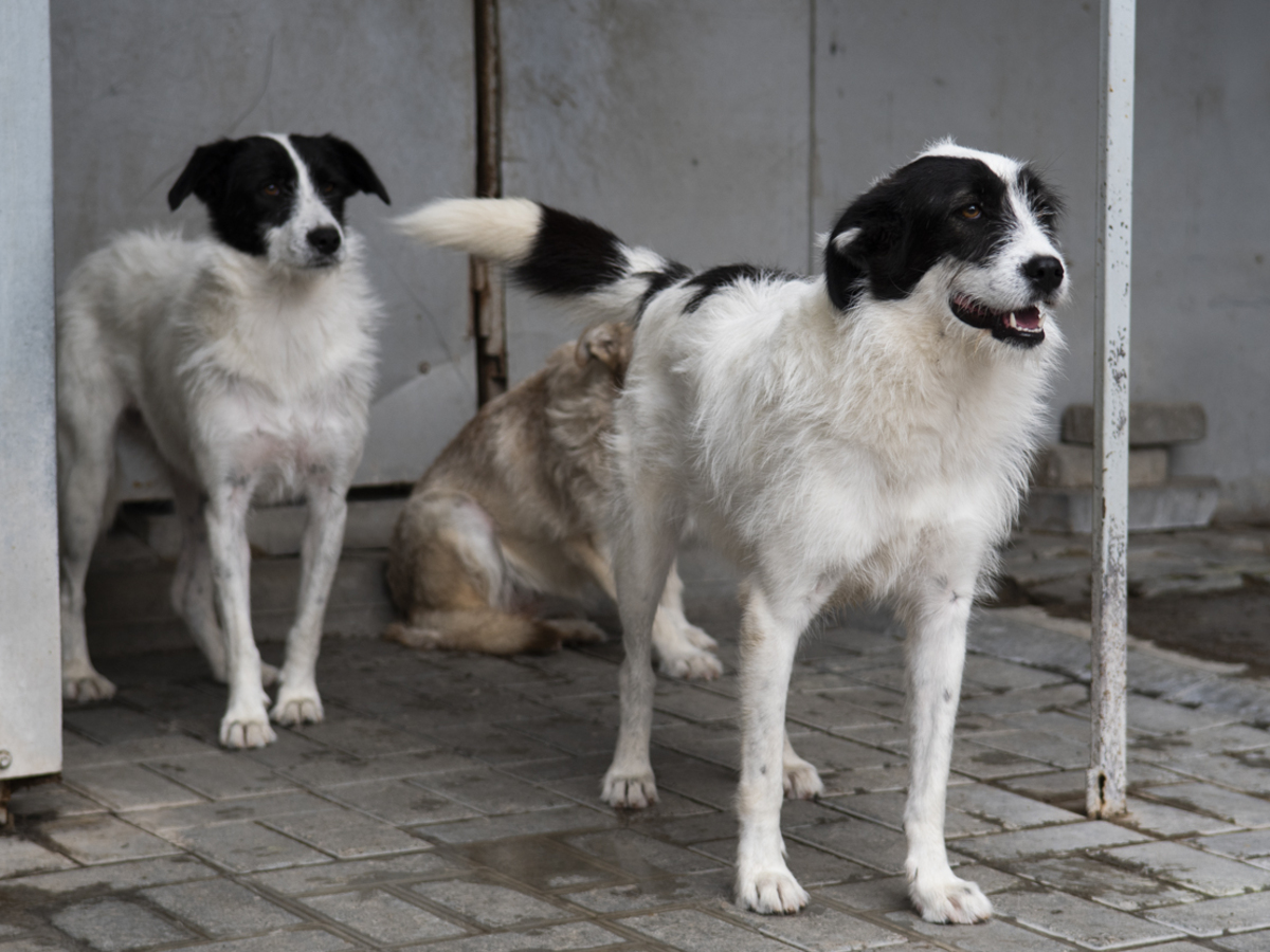 Adoption Thelma